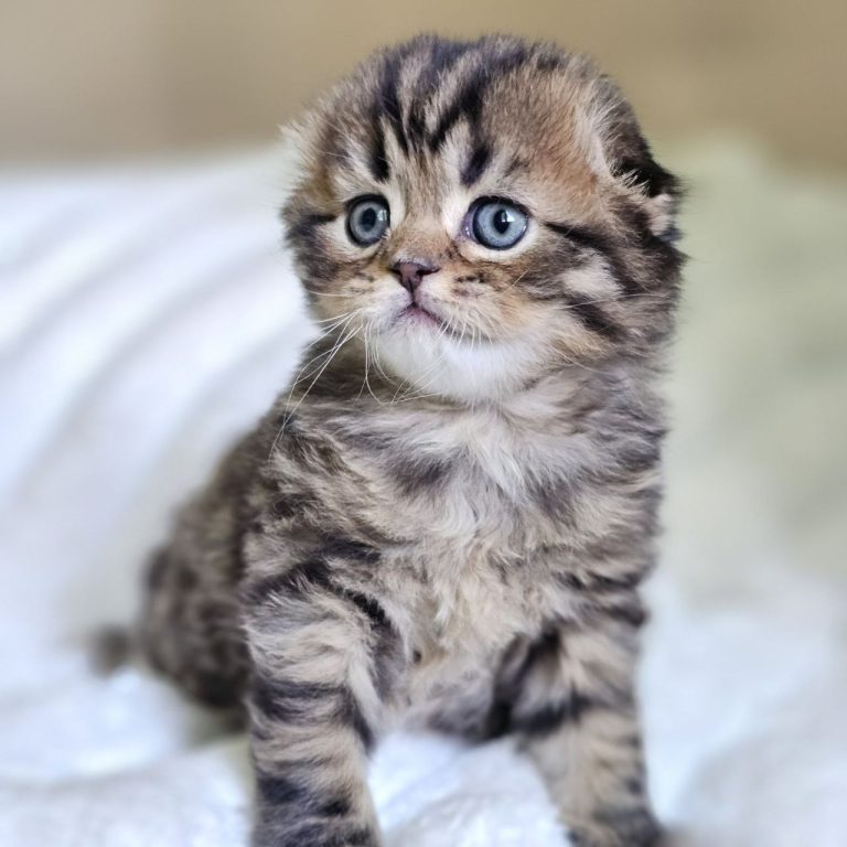 Brown kitten Scottish Fold