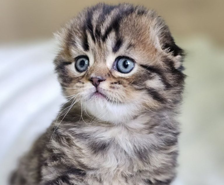 Brown kitten Scottish Fold