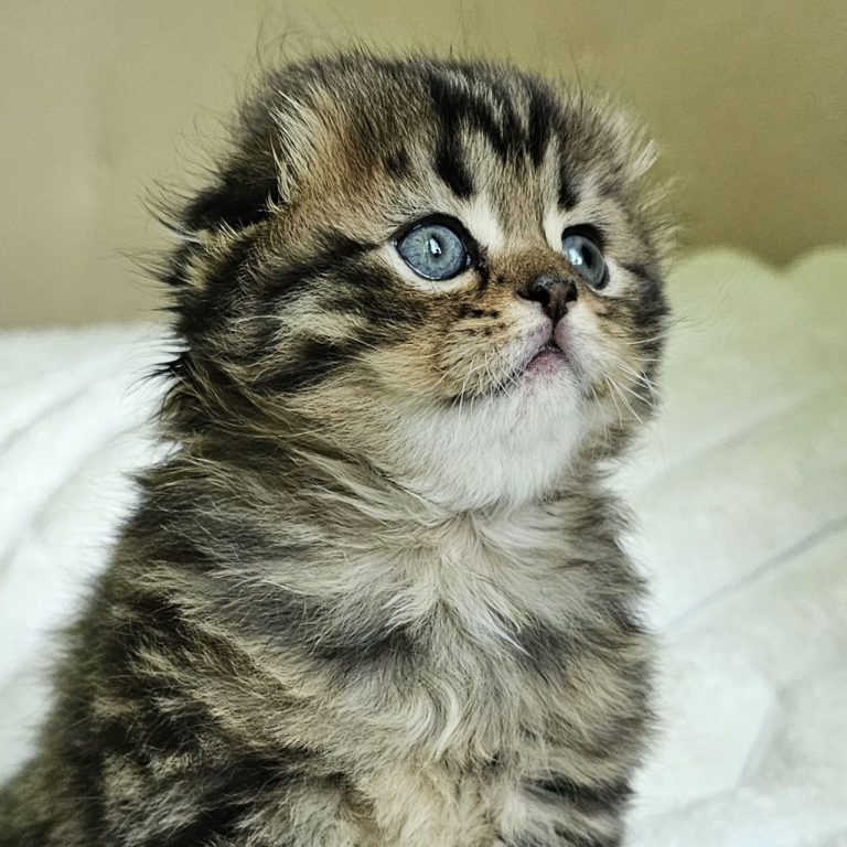 Scottish Fold color Brown