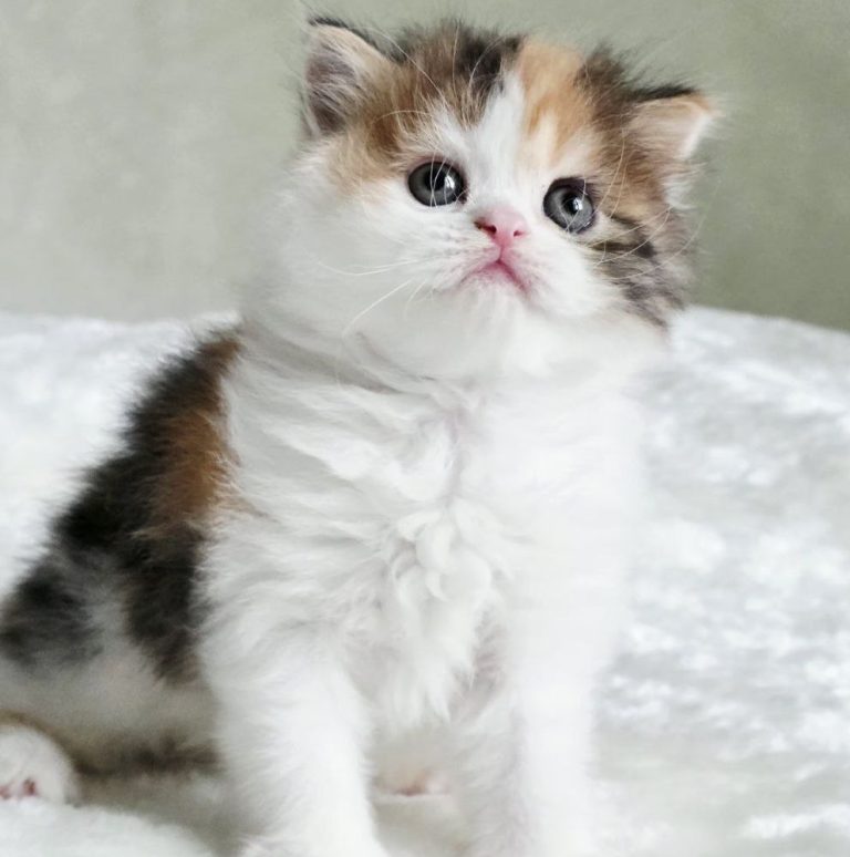Zoe, Scottish Fold / Scottish Straight long-haired striped Calico kitten girl, Best of the Best, Philadelphia, USA delivery.