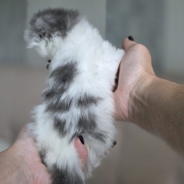 Blue and white Scottish kitten girl with pink nose — BestOfTheBest cattery, USA states delivery