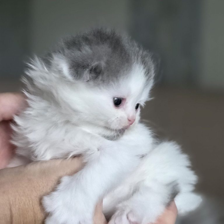 Scottish Fold kitten blue and white — baby girl under one month old