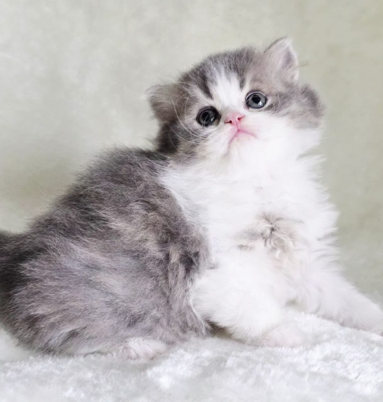 Kitten Zephyr, Scottish Fold / Scottish Straight, Best of the Best cattery, Philadelphia, delivery across America.