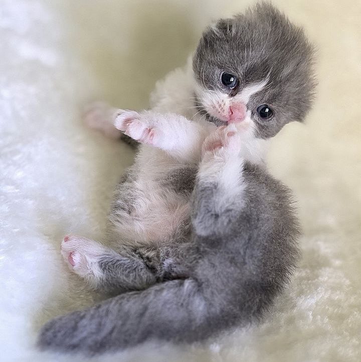 Scottish fold l color blue bicolor tabby