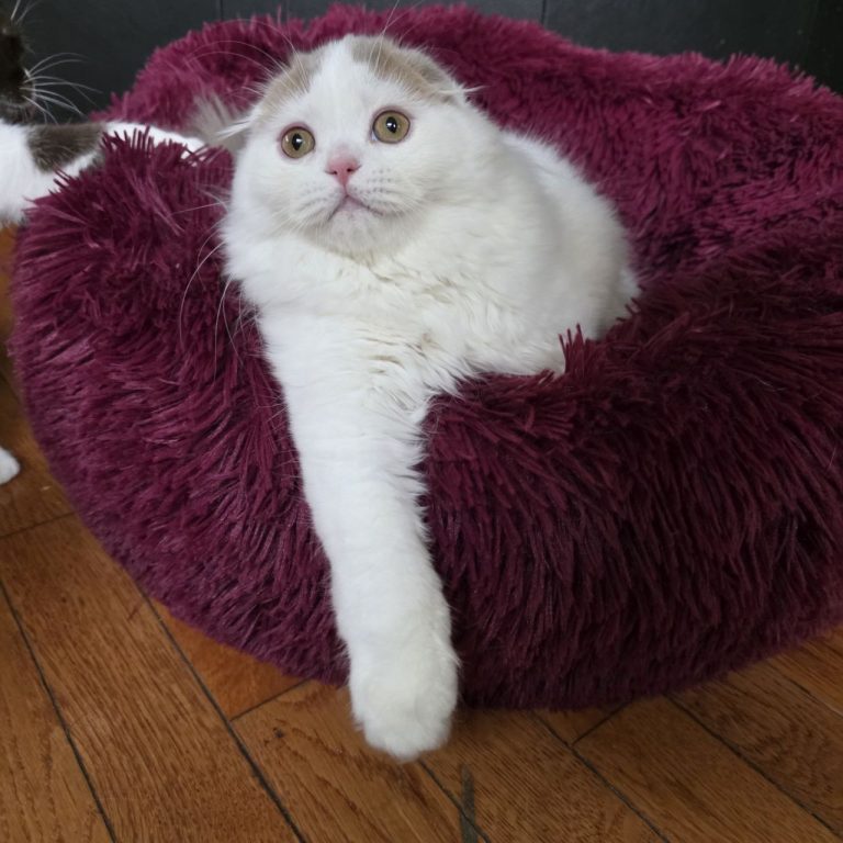 Scottish fold lcolor lilac and white kitten