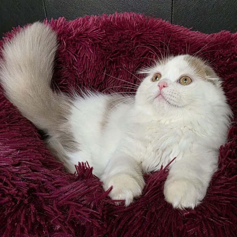 Scottish fold long hair color lilac and white