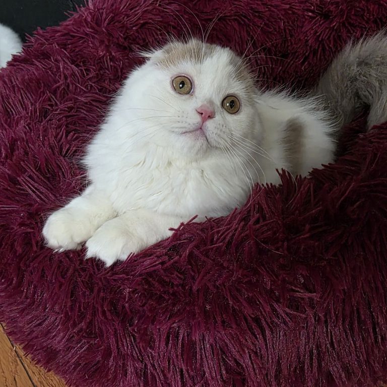 Scottish fold long haie color lilac and white female