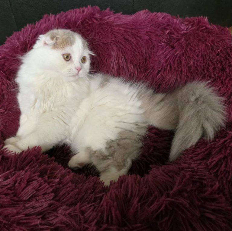 Scottish fold long haie color lilac and white kitten