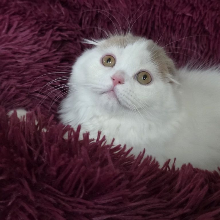 Scottish fold long haie color lilac and white van