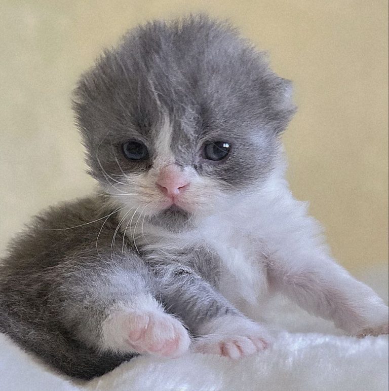 Scottish fold long hair color blue bicolor tabby