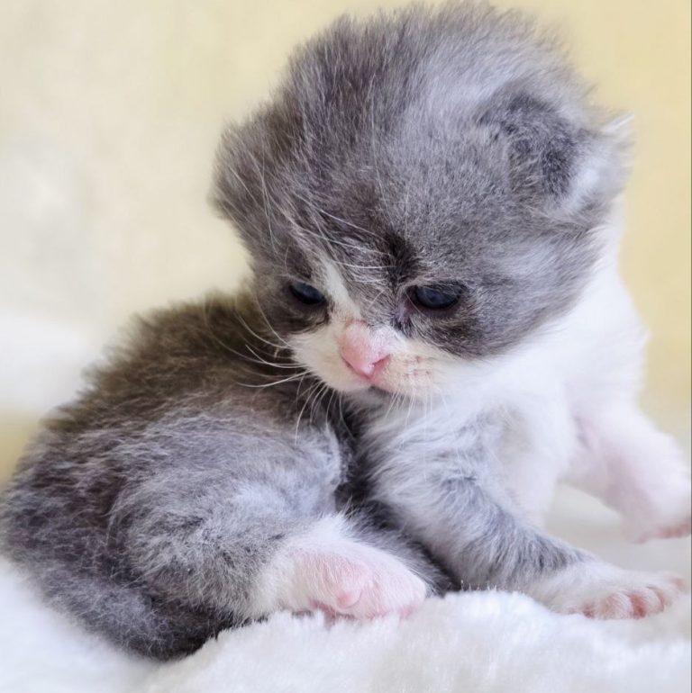 Scottish fold long hair color blue bicolor tabby kitten