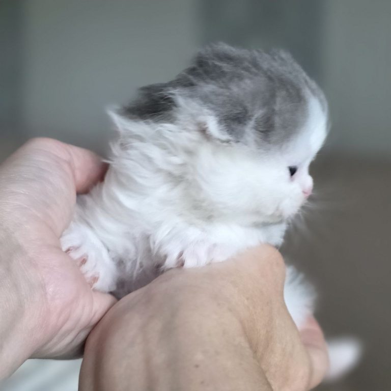 Scottish fold longhair color blue and white tabby