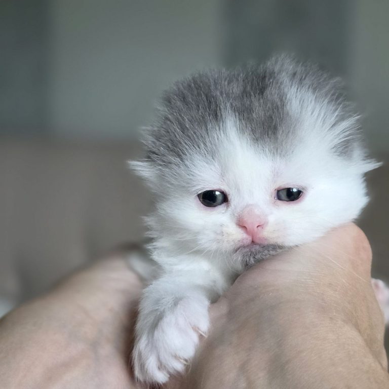 Scottish fold longhair color blue and white tabby kitten female