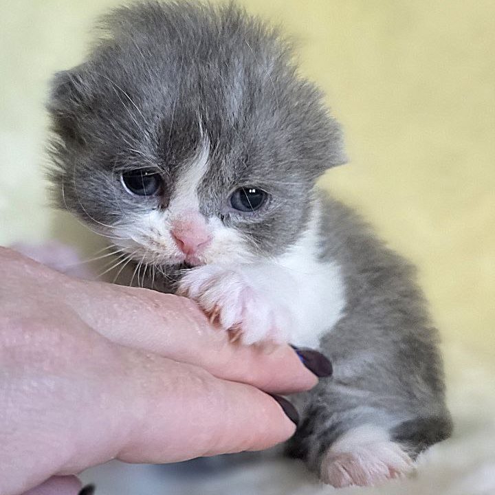 Scottish fold longhair color blue bicolor tabby boy