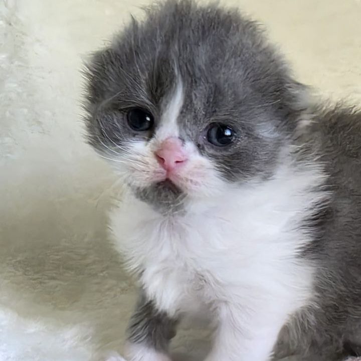 Scottish fold longhair color blue bicolor tabby kitten