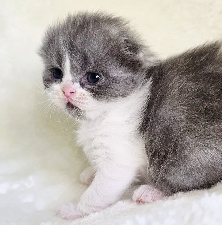 Scottish fold longhair color blue bicolor tabby male