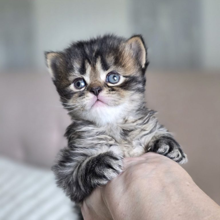 Scottish Fold Longhair black brown mackerel tabby kitten boy with kiss lips and M mark — BestOfTheBest USA