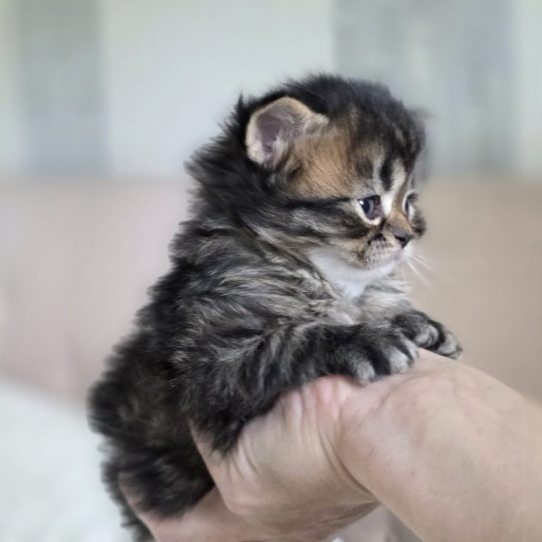 Scottish Fold Longhair mackerel tabby kitten with M mark on forehead — BestOfTheBest