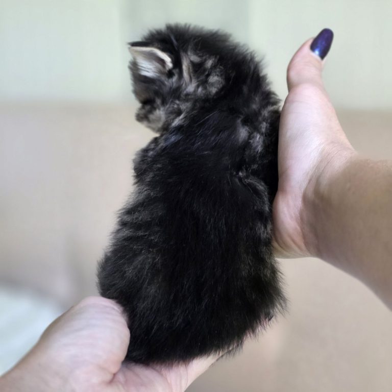 Brown-black-white Scottish Fold Longhair kitten with sad eyes and dark nose — BestOfTheBest cattery