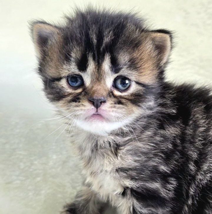 Scottish straight longhair black (brown) mackerel kitten