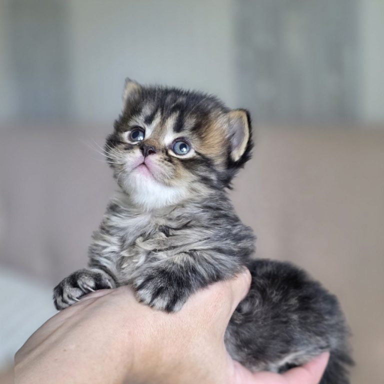 Scottish Fold Longhair kitten boy black brown mackerel tabby — BestOfTheBest USA