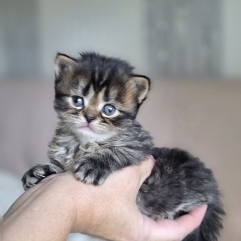 Scottish Fold Longhair black brown mackerel tabby kitten boy with M mark on forehead — BestOfTheBest cattery USA