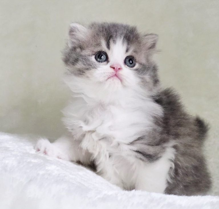 Cute Scottish Fold / Scottish Straight kitten Zephyr from Best of the Best cattery, Philadelphia, delivery across America.