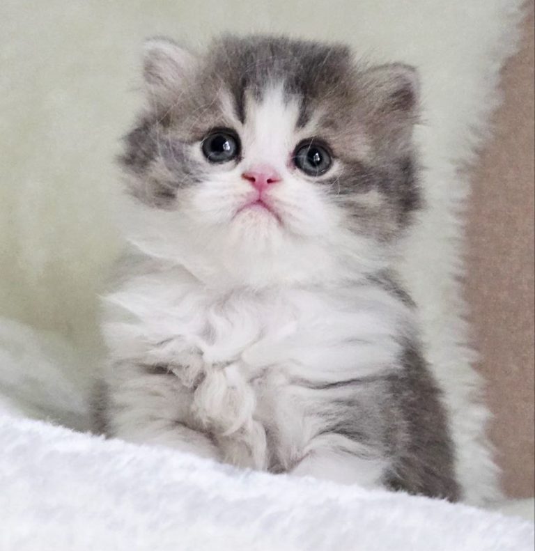 Scottish Straight Longhair blue and white bicolor boy kitten, playful and ready for a forever home
