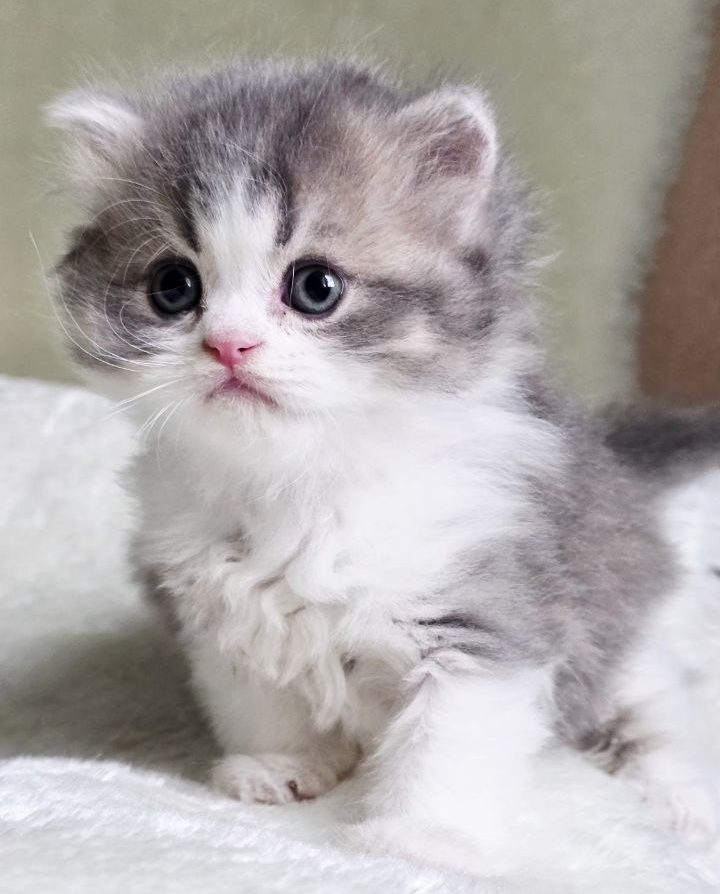 Scottish Fold / Scottish Straight kitten Zephyr, Best of the Best cattery, Philadelphia, USA delivery.