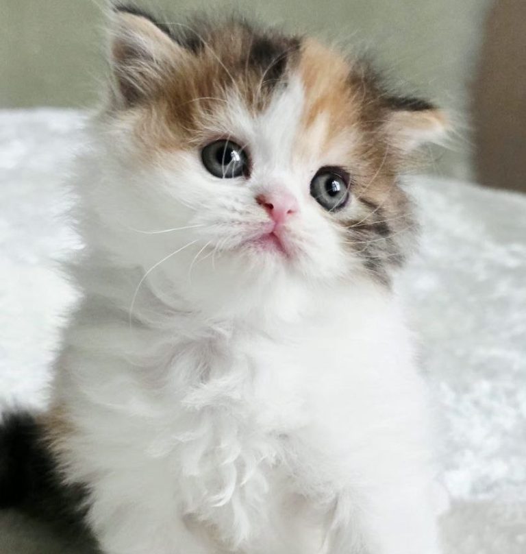 Scottish kitten girl Zoe, Fold / Straight, long-haired, striped, Calico (Red, Black, and White), Best of the Best cattery, Philadelphia, USA delivery.