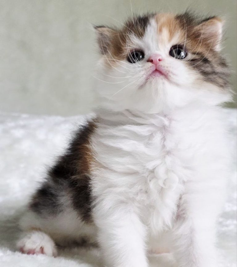 Scottish Fold / Scottish Straight kitten girl Zoe, long-haired, striped, Calico (Red, Black, and White), Best of the Best, Philadelphia, USA delivery.
