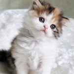 Long-haired Scottish kitten girl Zoe, Fold / Straight, striped, Calico, Best of the Best, Philadelphia, USA delivery.