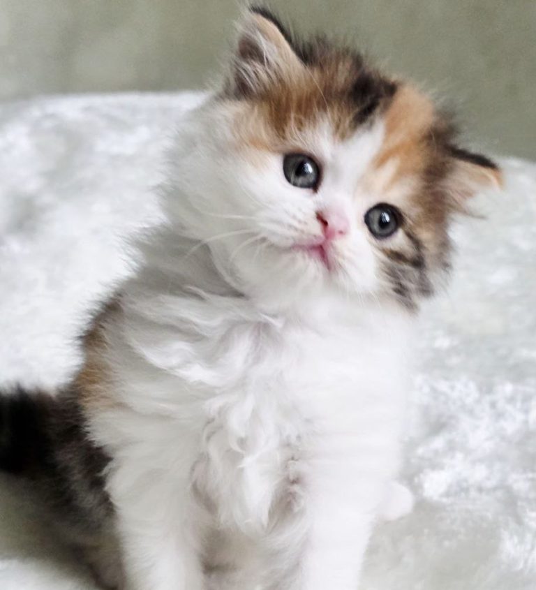 Long-haired Scottish kitten girl Zoe, Fold / Straight, striped, Calico, Best of the Best, Philadelphia, USA delivery.