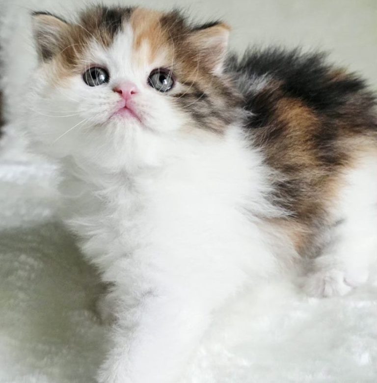 Scottish Fold / Scottish Straight kitten girl Zoe, long-haired, striped, Calico, Best of the Best, Philadelphia, USA delivery.