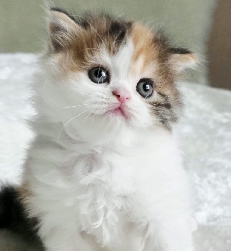 Scottish kitten girl Zoe, Fold / Straight, long-haired, striped, Calico, Best of the Best, Philadelphia, USA delivery.