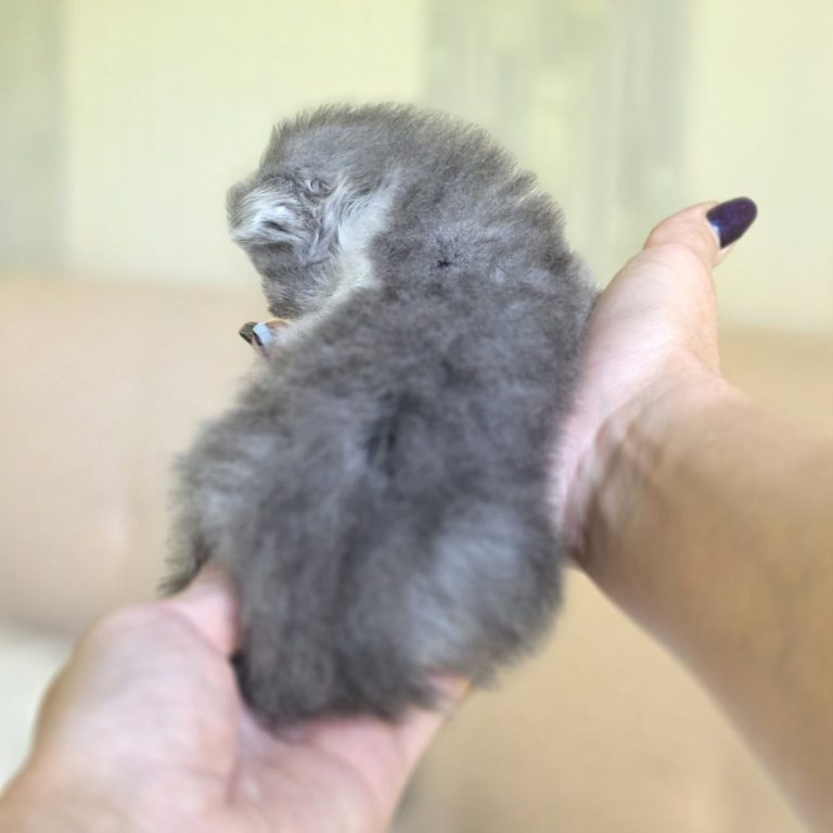 Blue and white bicolor tabby Scottish Fold Longhair kitten boy — BestOfTheBest cattery