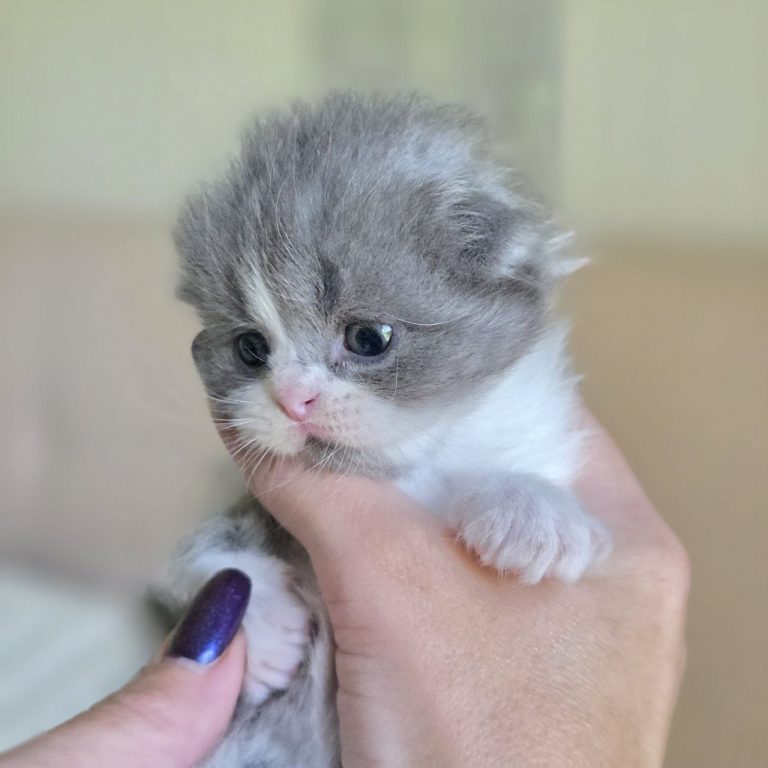 Blue and white bicolor Scottish Fold Longhair kitten boy — BestOfTheBest USA