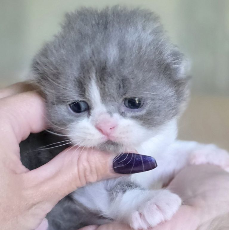 Scottish Fold Longhair kitten boy blue & white bicolor tabby — BestOfTheBest USA delivery