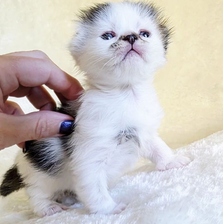 scottish fold long hair black ( brown ) and white male