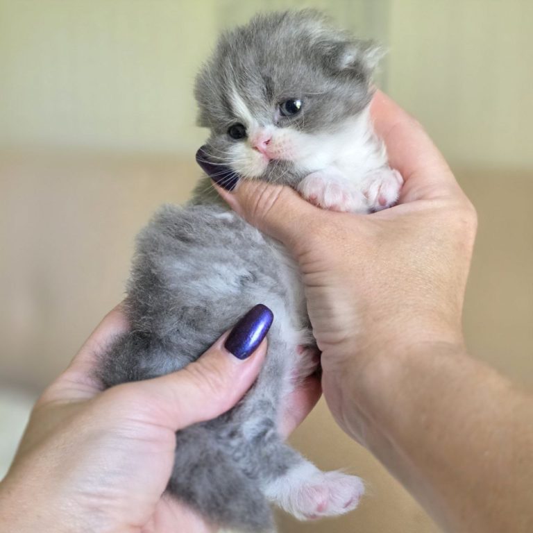 Scottish Fold Longhair kitten boy blue and white bicolor tabby with pink nose — BestOfTheBest cattery, USA delivery