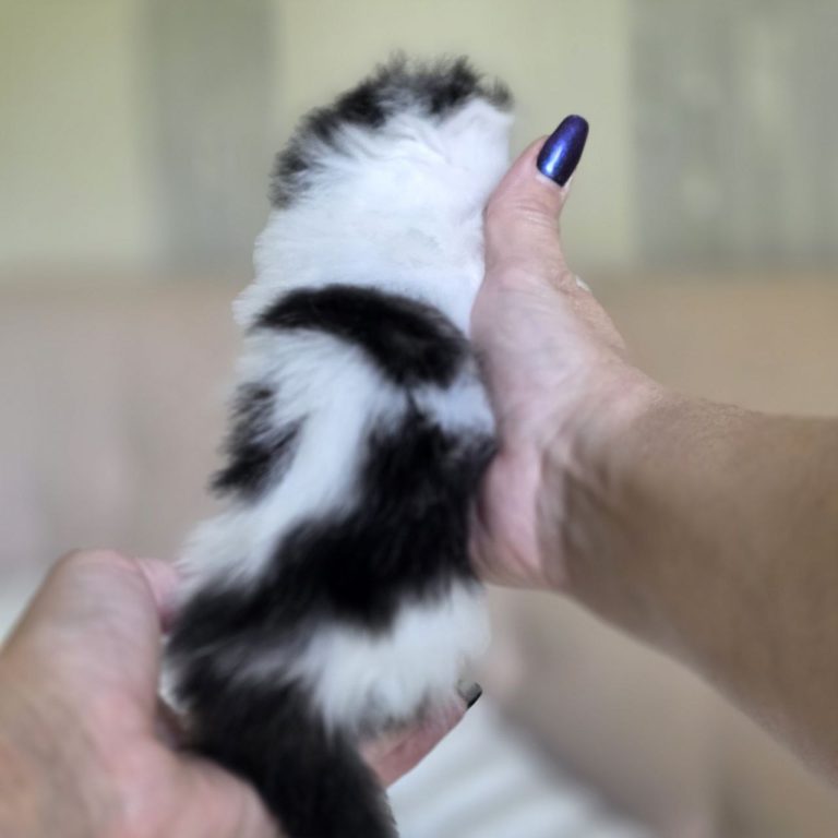 Scottish Fold Longhair kitten boy brown black and white with dark nose and sad eyes — BestOfTheBest cattery USA
