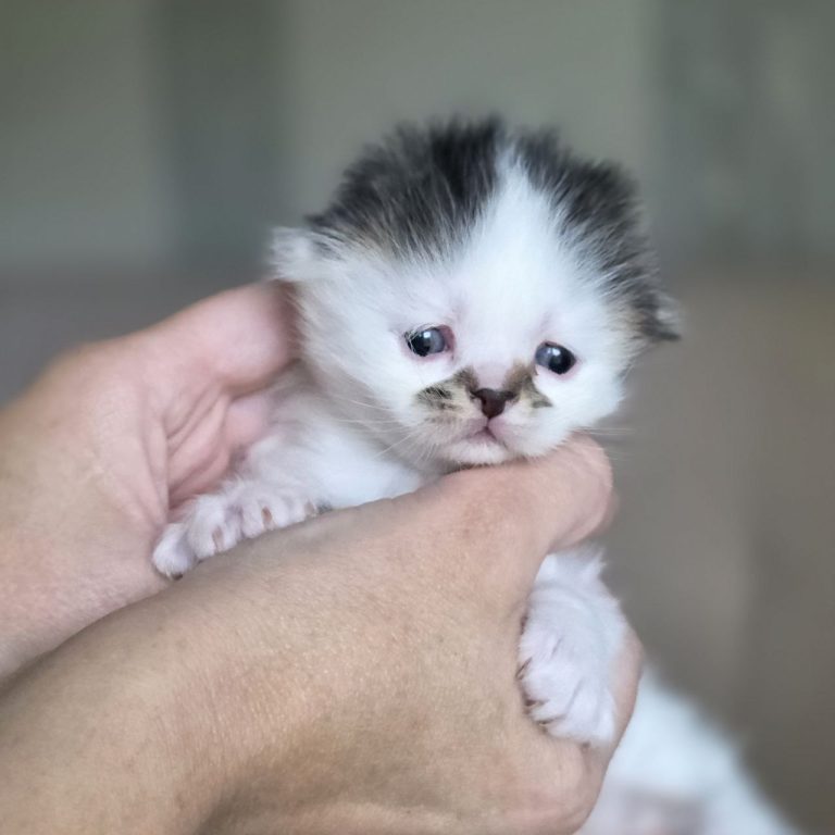Scottish Fold Longhair brown tabby and white kitten boy with dark nose — BestOfTheBest USA