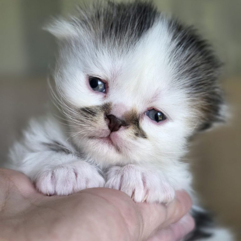 Scottish Fold Longhair kitten brown-black-white with dark nose — looks like Persian kitten — BestOfTheBest cattery