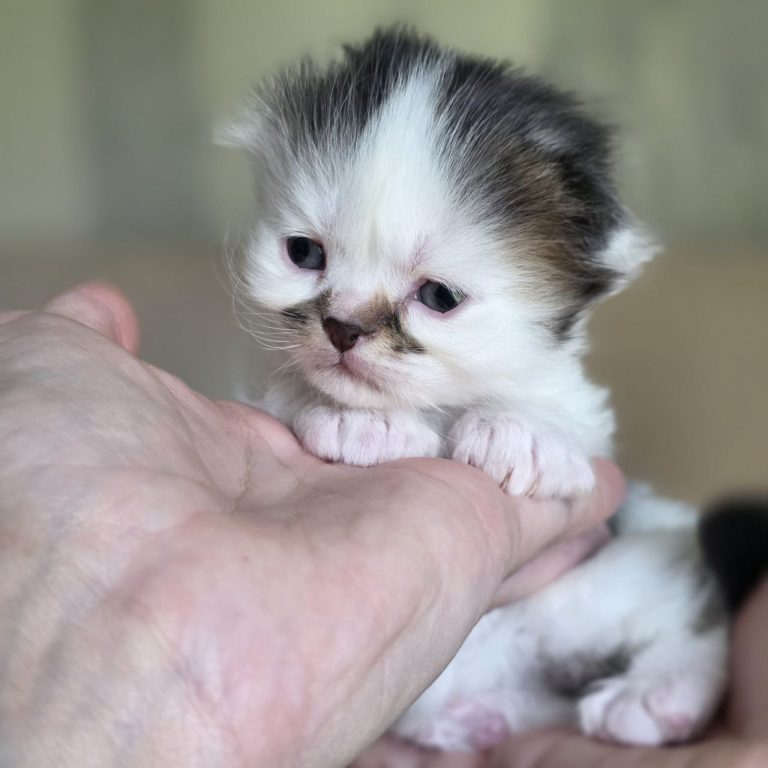 Brown-black-white Scottish Fold Longhair kitten with sad eyes and dark nose — BestOfTheBest cattery