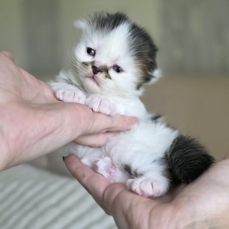 Шотландский вислоухий котенок голубо-белого окраса — девочка до месяца English: Scottish Fold kitten blue and white — baby girl under one month old