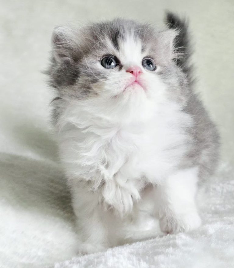 Kitten Zephyr, Scottish Fold / Scottish Straight, Best of the Best cattery, Philadelphia, delivery across America.
