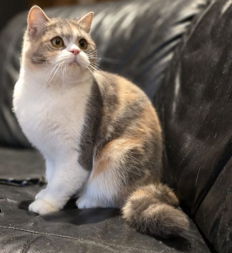 Pinky — blue-cream and white Scottish Straight kitten looking for a loving family without other pets