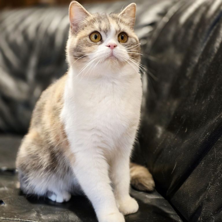 Pinky — Scottish Straight Shorthair kitten, blue-cream and white classic tabby, looking for a loving family without other pets