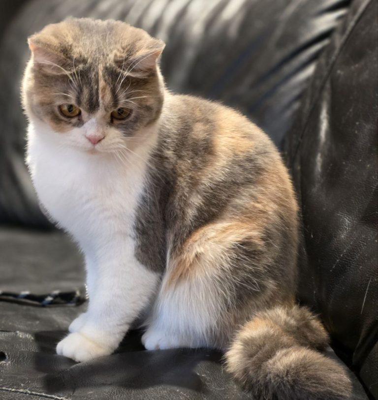 Pinky — Scottish Straight Shorthair kitten, blue-cream and white, looking for a home without other pets