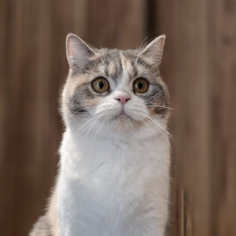 Pinky BestOfTheBest — Scottish Straight Shorthair kitten, blue-cream and white, looking for a home without other pets